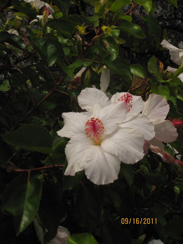 Picture 034